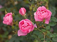 Rosa 'Skylark' (Ausimple) - David Austin shrub rose, semi-double, scented