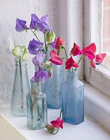 Glass bottles with sweet peas from the nursery