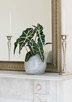 Alocasia amazonica 'Polly' - African mask - in a grey stone container on a mantelpiece beside a mirror