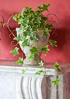 Whitewashed containers on mantelpiece planted with variegated ivy