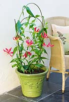 Gloriosa rothschildiana - red climbing lily or glory lily - in a lime green container in a conservatory