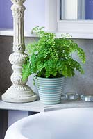 Glazed container planted with maidenhair fern - adiantum - in bathroom