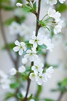 Prunus cerasus 'Morello' - white spring blossom of morello cherry