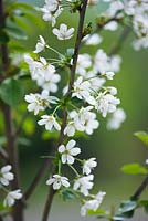 Prunus cerasus 'Morello' - white spring blossom of morello cherry
