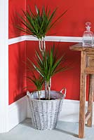 Wicker container in living room planted with Dracaena marginata - dragon tree