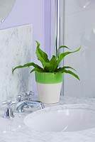 Green and cream glazed container in bathroom planted with hart's tongue fern - Asplenium scolopendrium