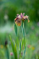 Iris spuria 'Sultan's Sash'. Moors meadow garden and nursery, Herefordshire 

