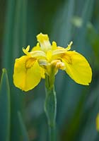 Iris pseudacorus - yellow flag iris. Moors meadow garden and nursery, Herefordshire 