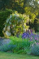 The blue garden at dawn - white wisteria and iris sibirica.  Narborough Hall Gardens, Norfolk