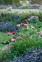 The plum and chocolate border with poppies and sage. Narborough Hall Gardens, Norfolk