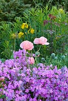 Poppies in the pastel border. Narborough Hall Gardens, Norfolk