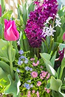 Hyacinthus 'Woodstock', Tulipa triumph 'Negrita', Chionodoxa 'Pink Giant' and Myosotis - Forget me Not
