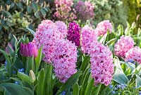 Tulipa triumph 'Negrita', Hyacinthus orientalis 'Fondant' and Hyacinthus 'Woodstock'. 