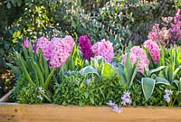 Hyacinthus orientalis 'Fondant', Hyacinthus 'Woodstock', Tulipa triumph 'Negrita', Chionodoxa 'Pink Giant' and Myosotis - Forget me Not. 