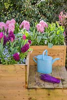 Hyacinthus orientalis 'Fondant', Hyacinthus 'Woodstock', Tulipa triumph 'Negrita', Chionodoxa 'Pink Giant' and Myosotis - Forget me Not