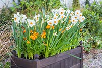 Narcissi 'Geranium' and Wallflower Cheiranthus 'Sunset Orange'