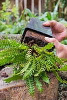 Removing Polypodium vulgare fern from pot. 