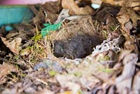 Nest of young robin chicks 