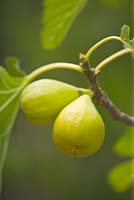 Ficus Caria 'Saint Johns' - Yellow fig fruit 