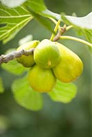 Ficus Caria 'Saint Johns' Yellow fig fruit 