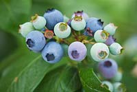 Vaccinium corymbosum - blueberry 'Ivanhoe'