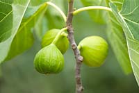 Ficus caria - fig 'White Marseilles'