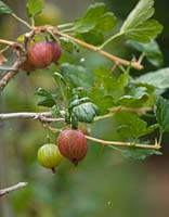 Ribes uva-crispa - gooseberry 'Dan's Mistake'.