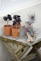 Terracotta containers planted with Aeonium Arboreum 'Schwarzkopf' on wooden table with driftwood planted with air plants 