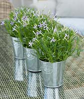 Table display with metal containers of Isotoma Axillaris in conservatory 