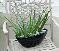 Black container planted with aloe on metal chair in conservatory