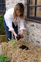 Growing strawberries and nasturtiums in a straw bale - adding a handful of multi-purpose compost to each hole for planting 