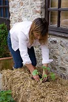 Growing strawberries and nasturtiums in a straw bale: add a handful of multi-purpose compost to each hole and push the young plants into the holes