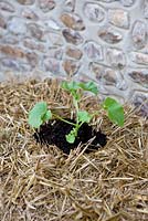Growing strawberries and nasturtiums in a straw bale - young plants pushed into holes filled with multi-purpose compost 