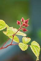 Rubus phoenicolasius - japanese wineberry 