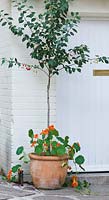 Morello cherry tree in terracotta container underplanted with nasturtiums