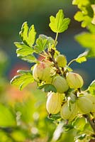 Ribes uva-crispa - gooseberry 'Invicta'
