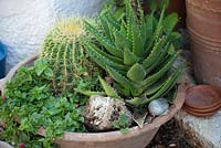 Aloe and cactus in planter