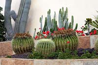 Ferocactus - cacti in raised bed 