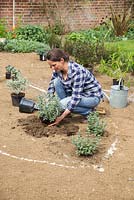 Placing Teucrium fruticans in hole. 