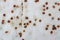 Pre germinating parsnip seeds on wet tissue paper after 8 days