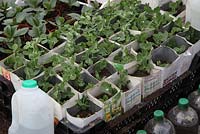 Propogating peas using recycled waxed milk cartons 