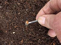 Planting pregerminated parsnip seeds 