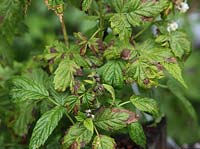 Didymella applanata - Spur blight reduces raspberry yield