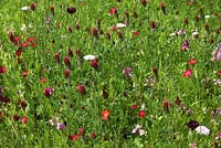 Annual meadow mix containing Atriplex hortensis, Centaurea cyanus, Linum grandiflorum and Trifolium incarnatum