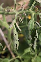 Phytophthoera infestans - Tomato blight on leaves