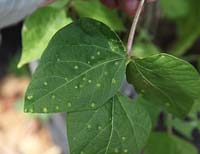 Pseudomonas phaseolicola - Bean Halo Blight showing yellow halos on leaf uper suface