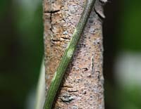 Pseudomonas phaseolicola - Bean Halo Blight. Close up of lesion on plant stalk