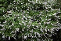 Hebe x andersonii 'Variegata' shrub in flower