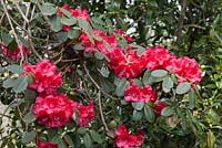 Rhododendron thomsonii hybrid
