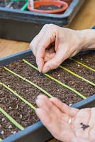 Sowing Morning Glory 'Grandpa Otts' seed